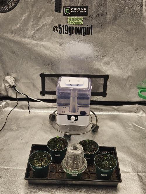 DIVINE OG KUSH. Week 0