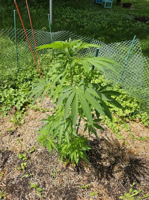 DIVINE OG KUSH. Week 1