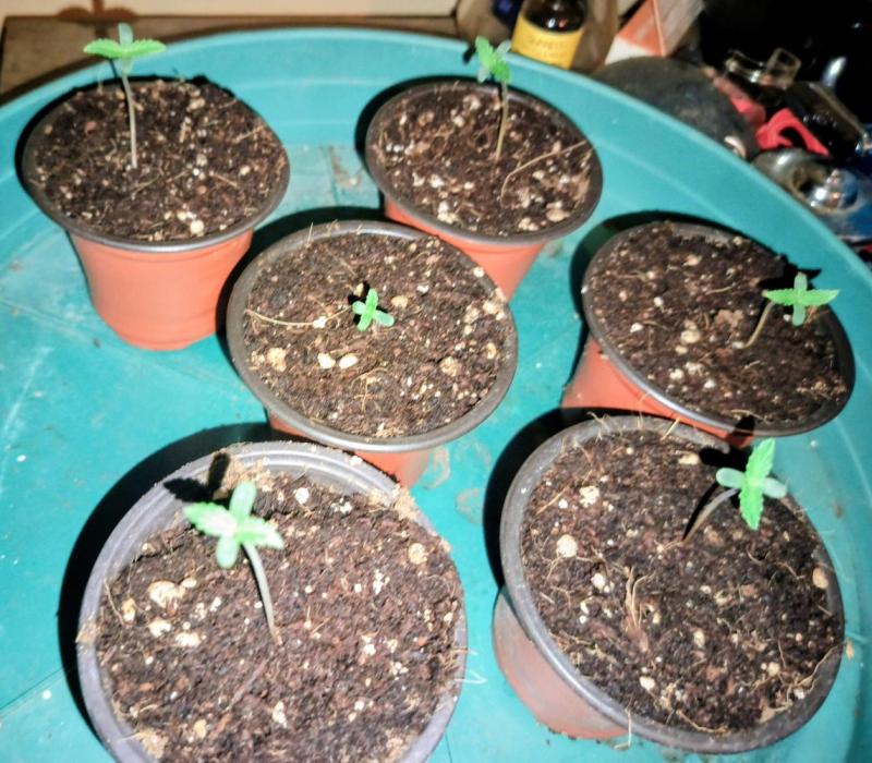 Strawberry Gorilla Auto. Week 0 - Seedlings a few days old.