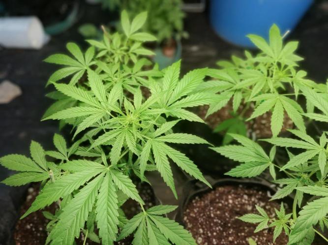 Strawberry Gorilla Auto. Week 4
