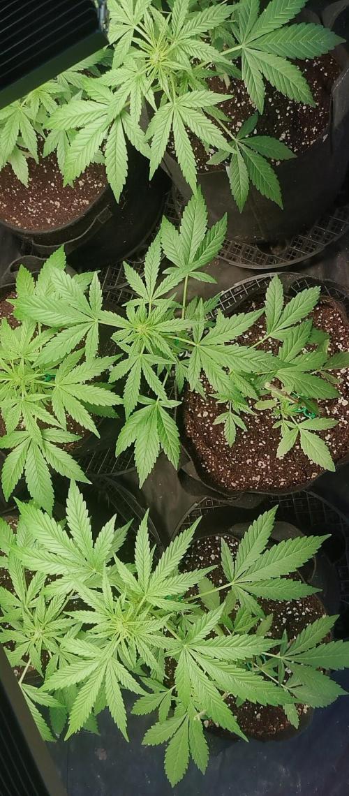 Strawberry Gorilla Auto. Week 4
