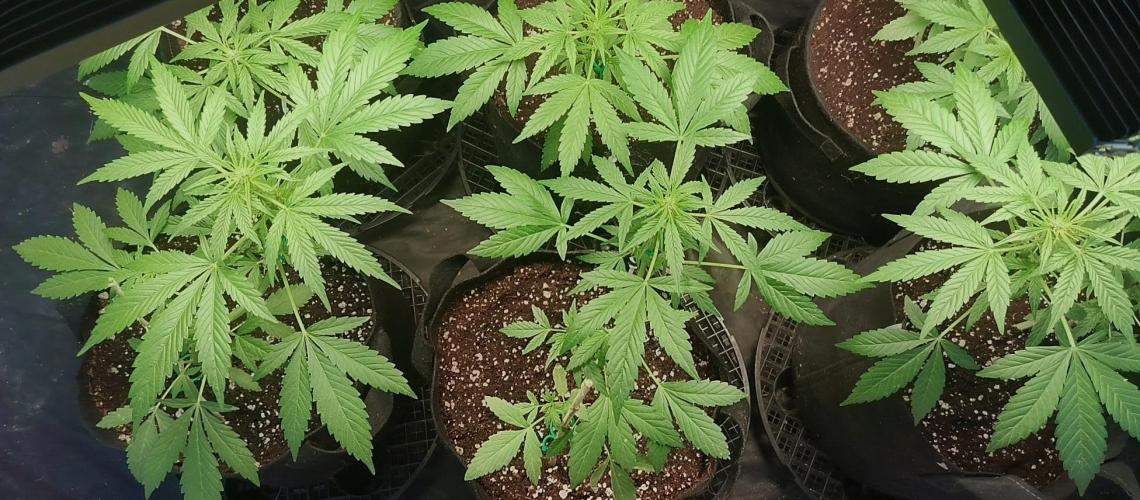 Strawberry Gorilla Auto. Week 4