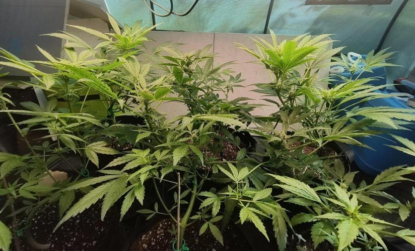 Strawberry Gorilla Auto. Week 6