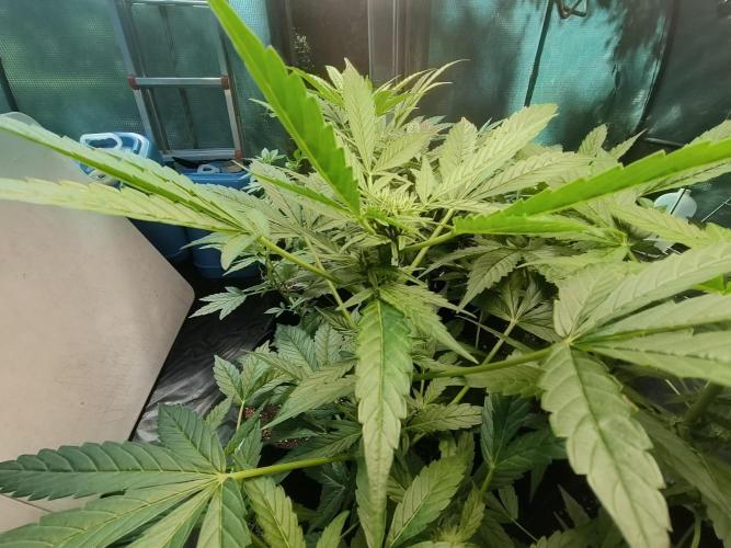 Strawberry Gorilla Auto. Week 6