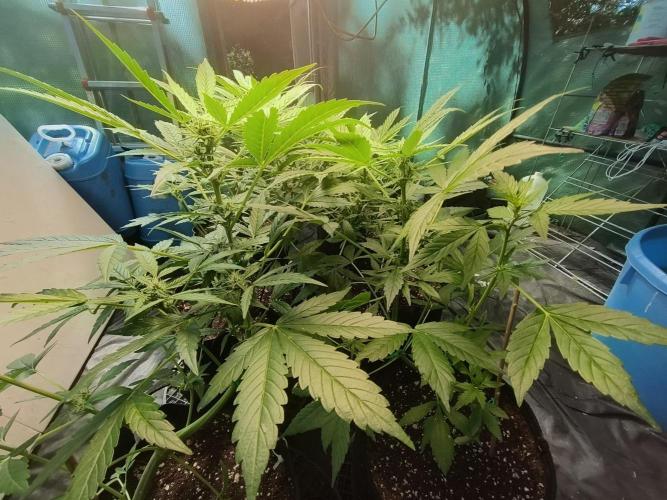 Strawberry Gorilla Auto. Week 6
