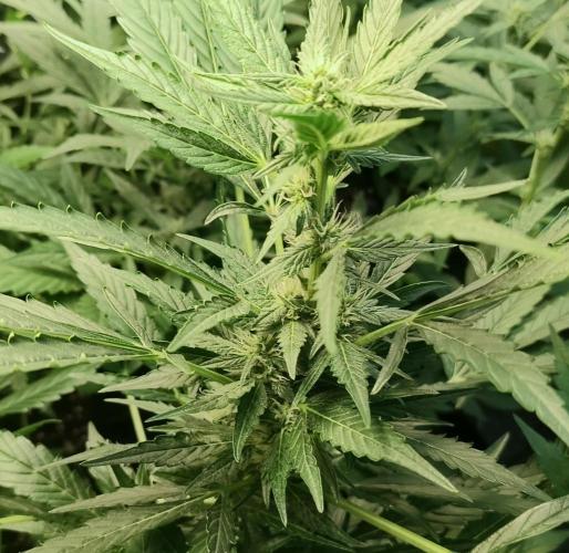 Strawberry Gorilla Auto. Week 7