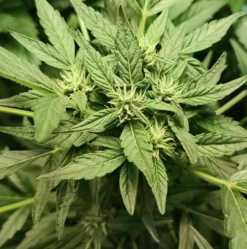 Strawberry Gorilla Auto. Week 7