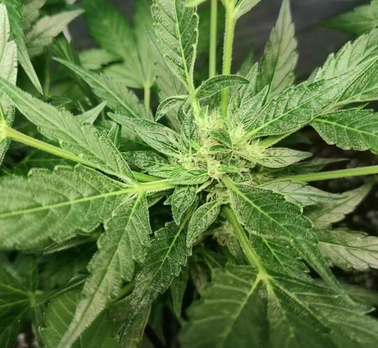 Strawberry Gorilla Auto. Week 7