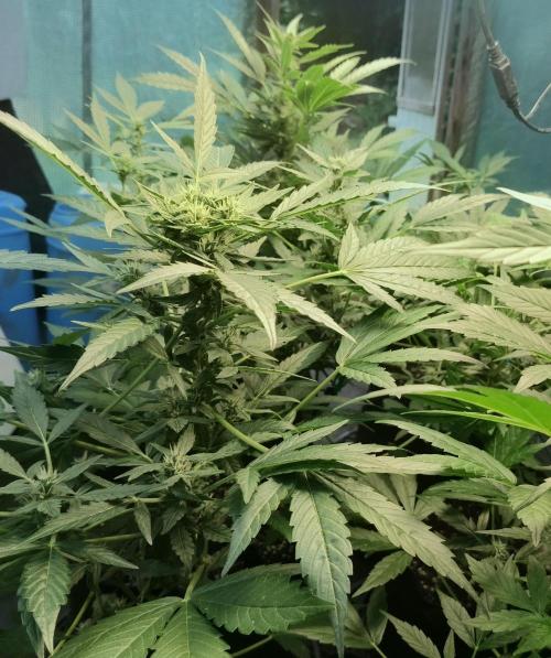 Strawberry Gorilla Auto. Week 7