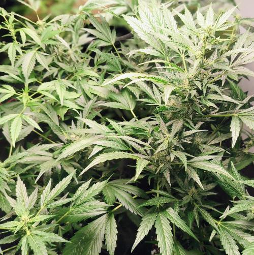 Strawberry Gorilla Auto. Week 8