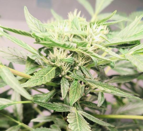 Strawberry Gorilla Auto. Week 8