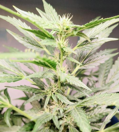 Strawberry Gorilla Auto. Week 8
