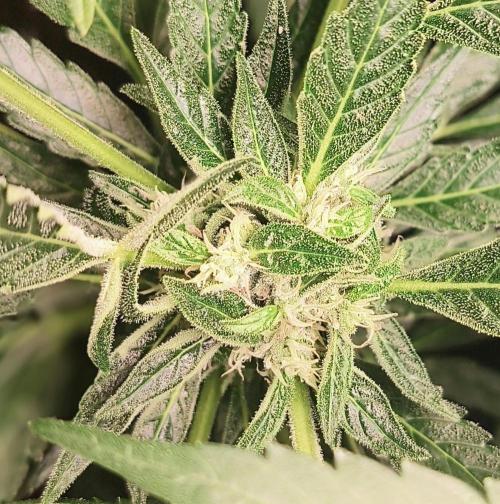 Strawberry Gorilla Auto. Week 8