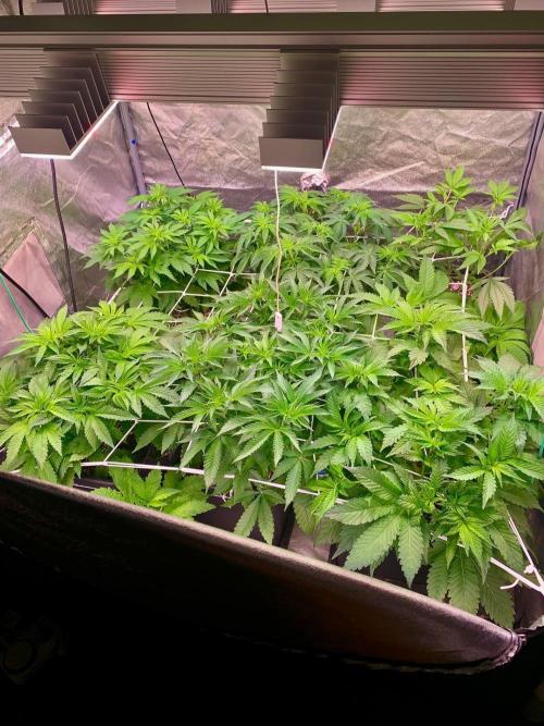 Another pheno hunt for find the gemme. Week 8