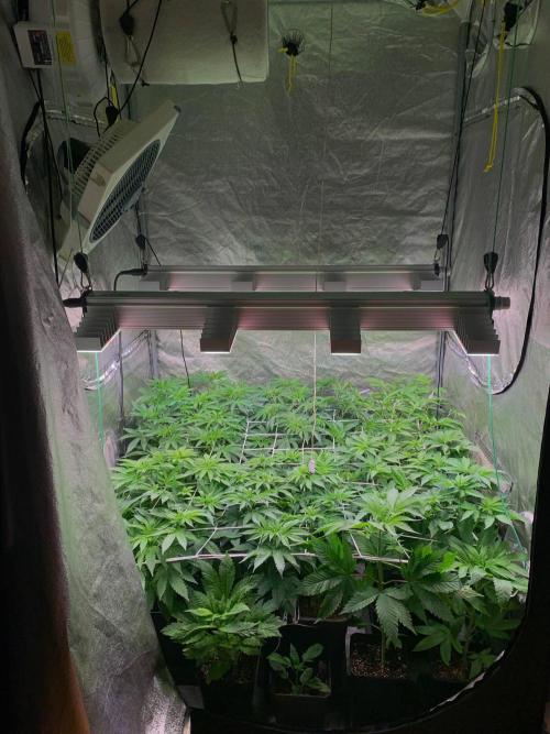 Another pheno hunt for find the gemme. Week 8 - Day 6 12/12