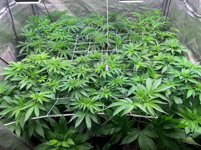 Another pheno hunt for find the gemme. Week 8 - Day 6 12/12