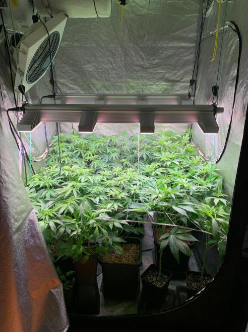 Another pheno hunt for find the gemme. Week 9 - Overview day 13 flowering