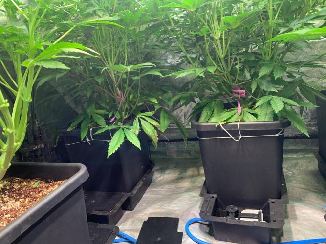 Another pheno hunt for find the gemme. Week 9 - Two nose candi before the clean