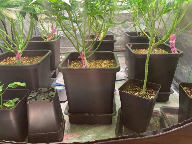 Another pheno hunt for find the gemme. Week 9 - Clean done