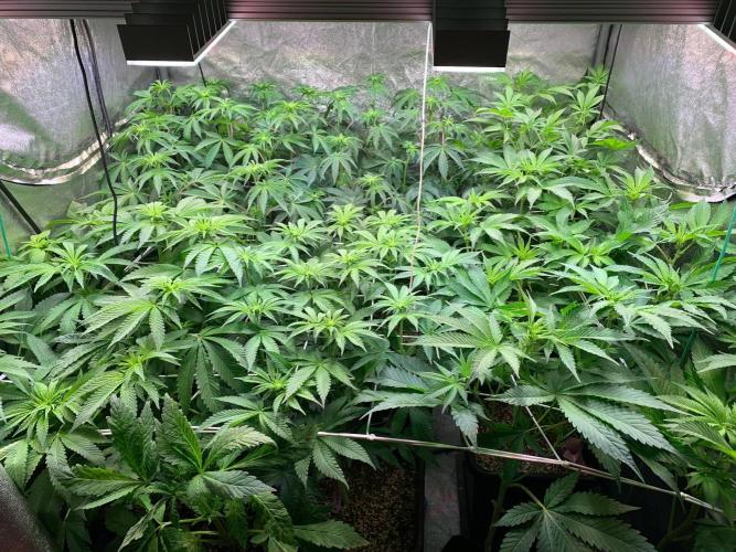 Another pheno hunt for find the gemme. Week 9 - Close view of the canopy