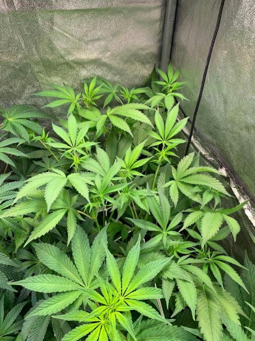 Another pheno hunt for find the gemme. Week 9 - Tropic ozz clone doing great