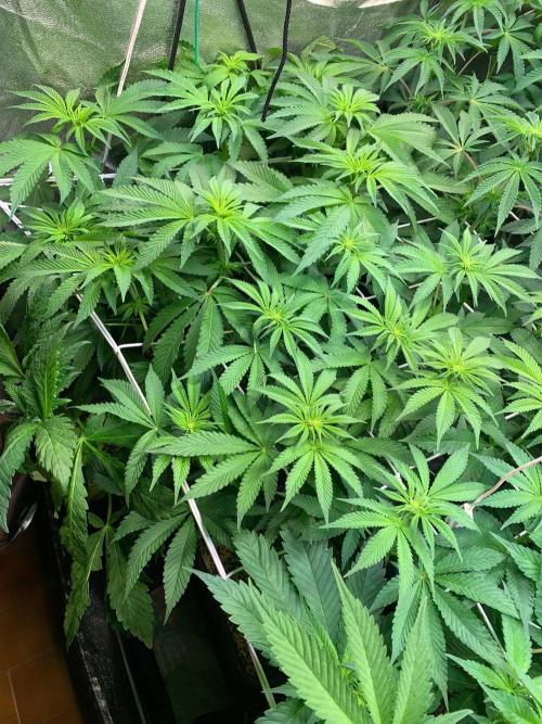 Another pheno hunt for find the gemme. Week 9 - Two champaya 