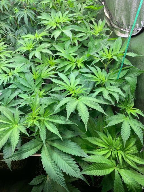 Another pheno hunt for find the gemme. Week 9 - Papayadawg