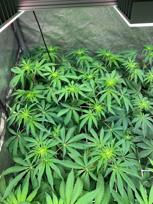 Another pheno hunt for find the gemme. Week 9 - Nose candi 2