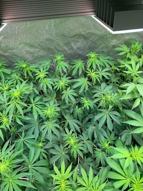 Another pheno hunt for find the gemme. Week 9 - Nose candi 1