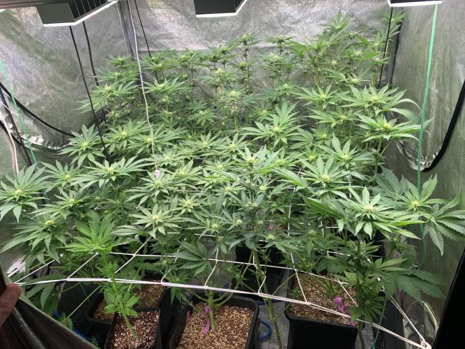 Another pheno hunt for find the gemme. Week 10