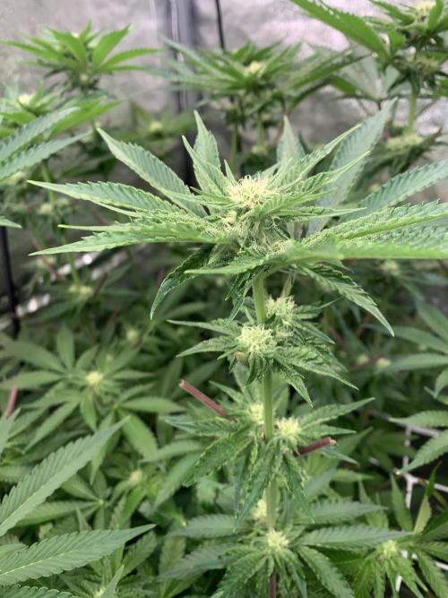 Another pheno hunt for find the gemme. Week 10 - Nose candi 22 days 12/12