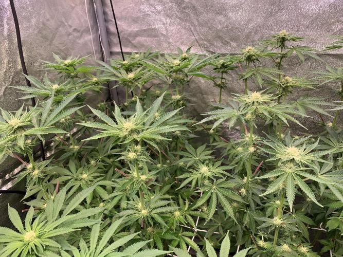 Another pheno hunt for find the gemme. Week 10 - Nose candi 22 days 12/12