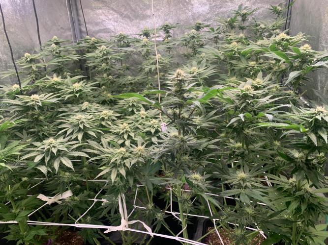 Another pheno hunt for find the gemme. Week 12 - Day 32 12/12