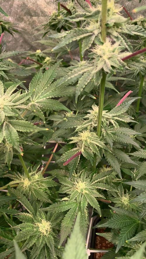 Another pheno hunt for find the gemme