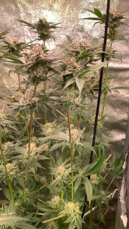 Another pheno hunt for find the gemme