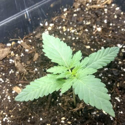 Haze XXL - In Veg/out flowering. Week 2