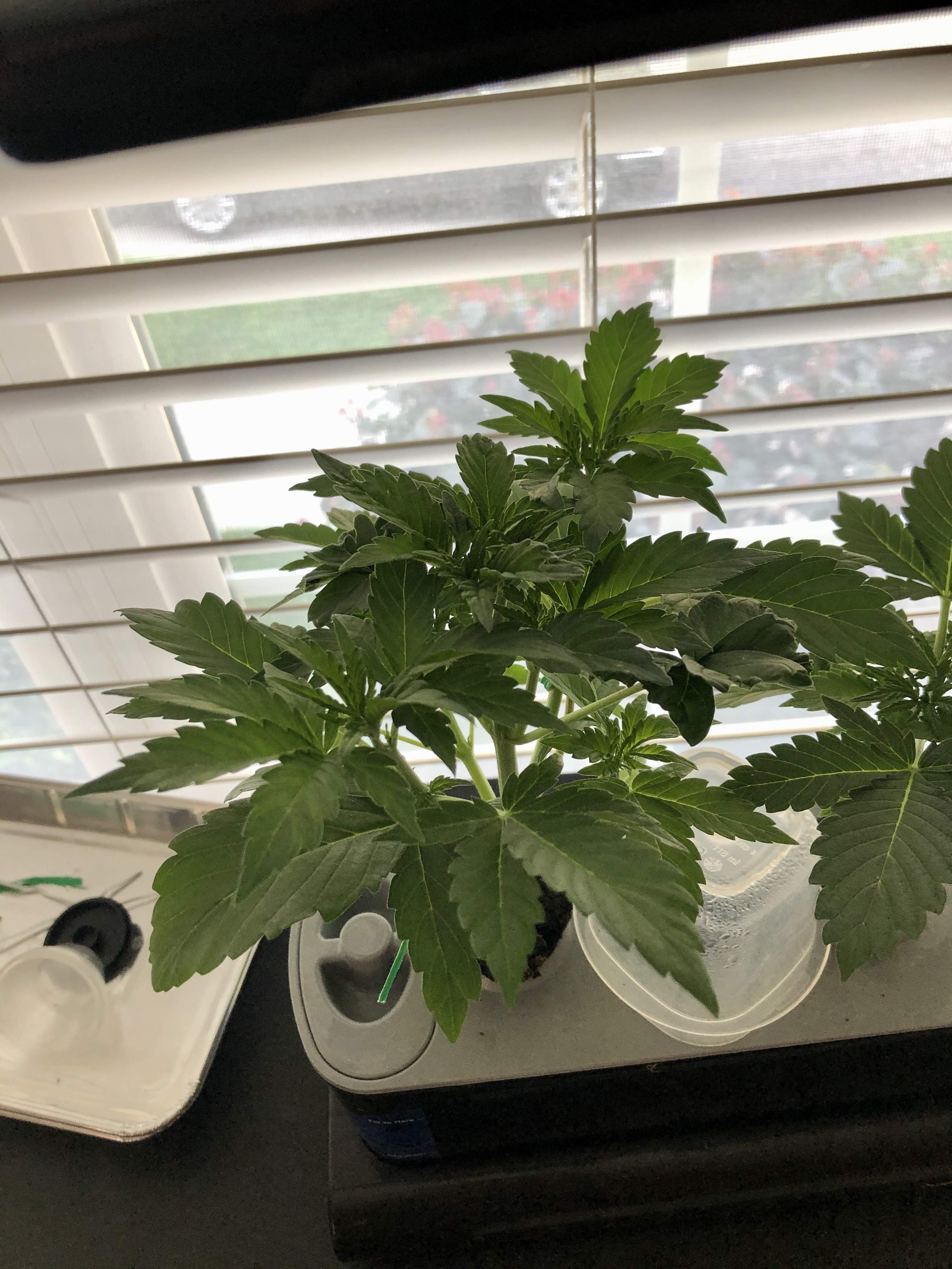 ILGM Gorilla Glue Autoflower, ILGM Girl Scout Cookies Extreme grow