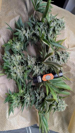 Comment by Yan420 photo #1