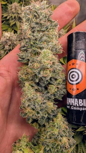 Comment by Yan420 photo #2