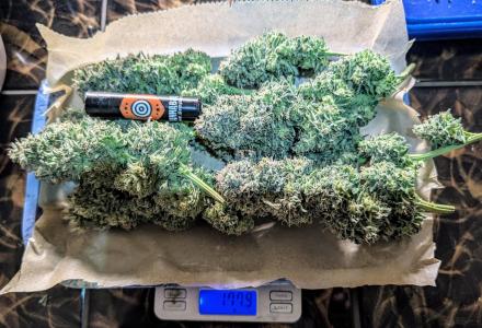 Comment by Yan420 photo #1