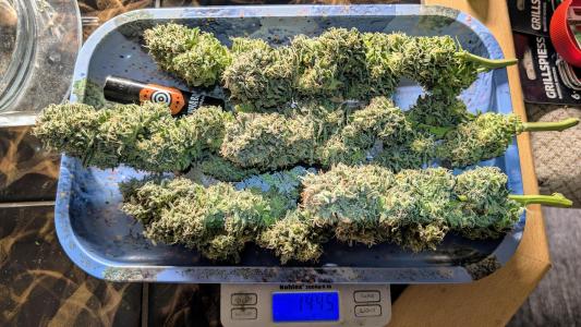 Comment by Yan420 photo #2