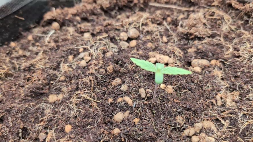 Apple Fritter Kannabia 1st time