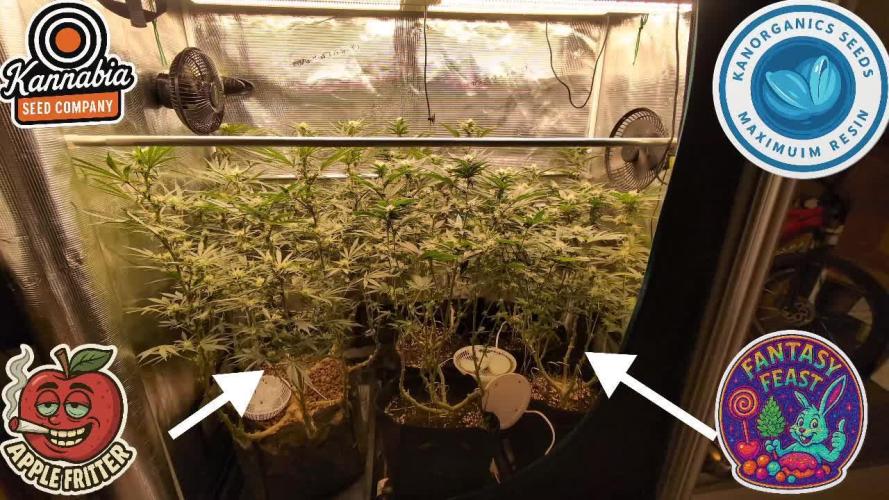 Apple Fritter Kannabia 1st time