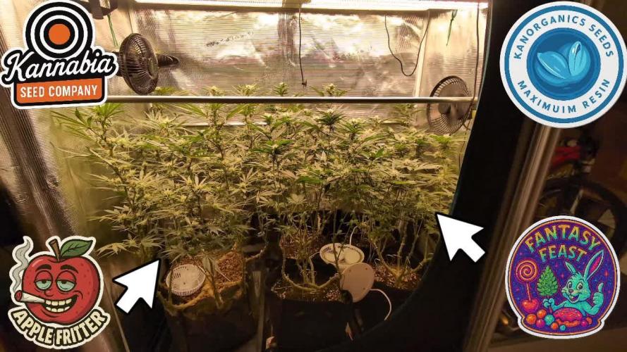 Apple Fritter Kannabia 1st time