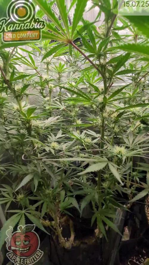 Apple Fritter Kannabia 1st time