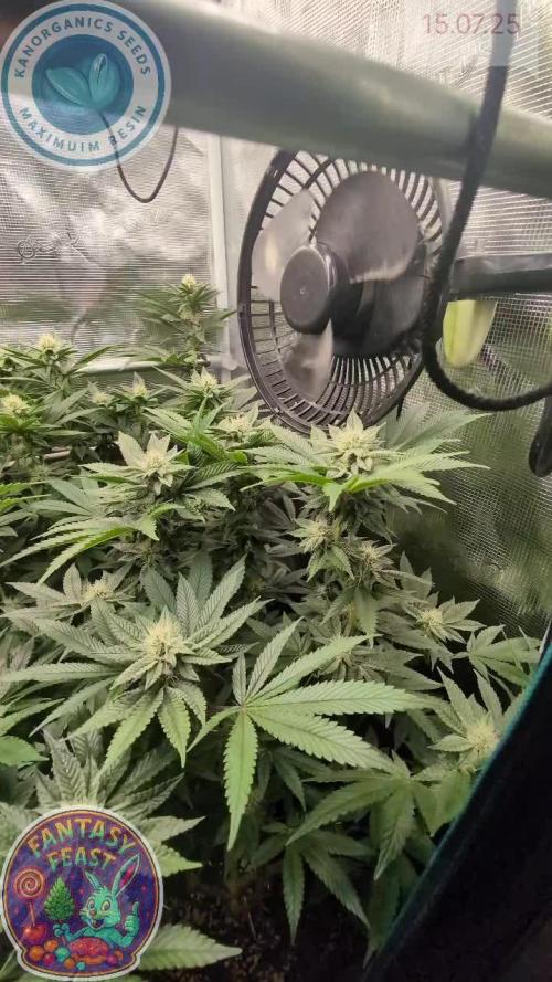 Fantasy Feast @KanOrganics