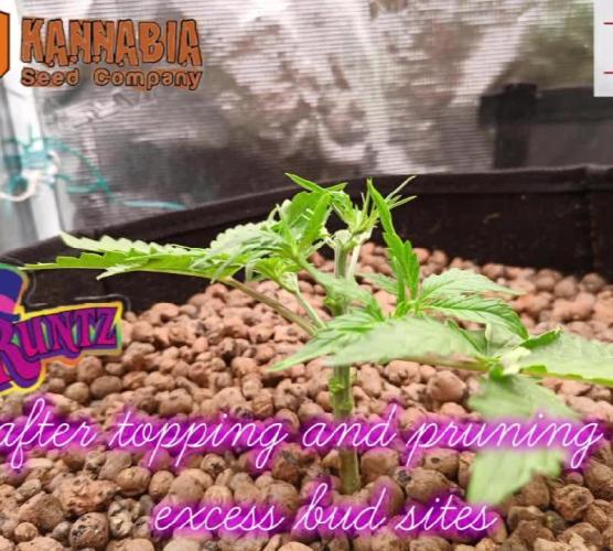 Runtz Auto Kannabia 1st attempt sponsored grow