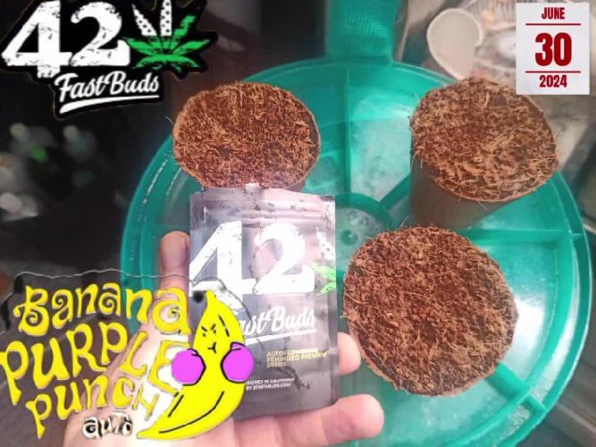 Banana purple punch 2nd time.