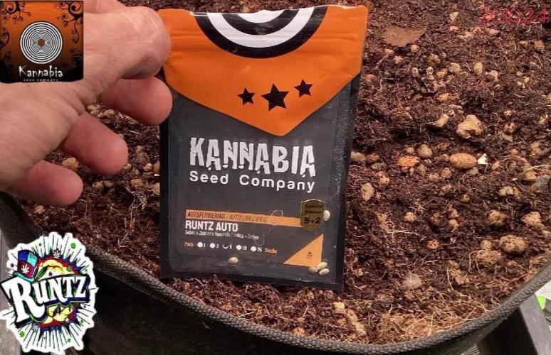 RuntzAutoKannabia2ndTime