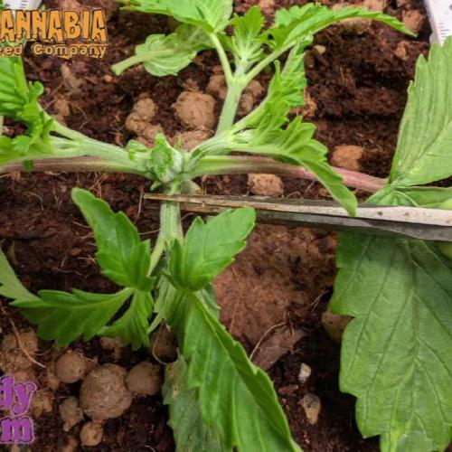 CandyCreamGoFastByKannabia1stTime